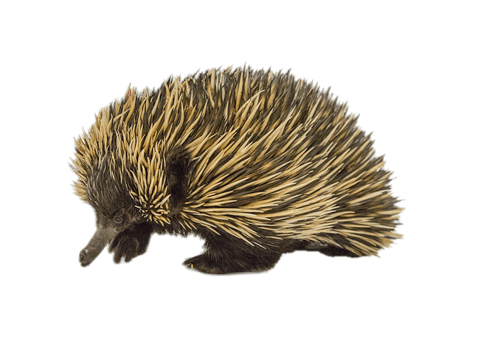 Short-beaked Echidna