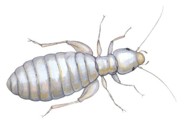 Louse Illustration