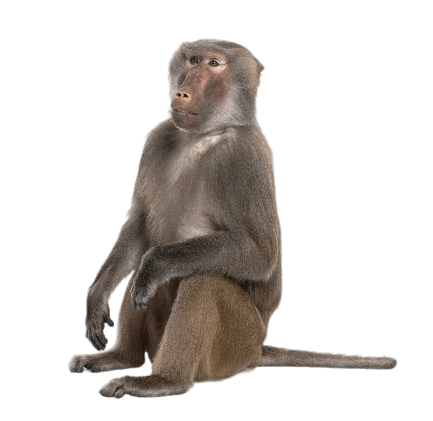 Sitting Baboon