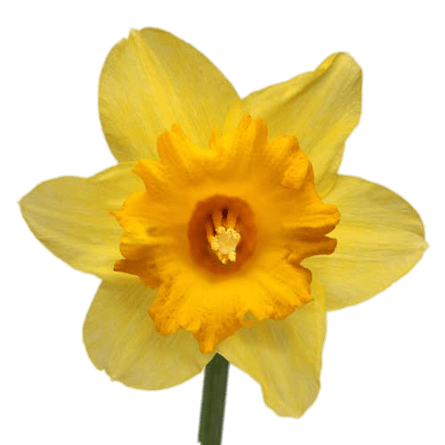 Daffodil