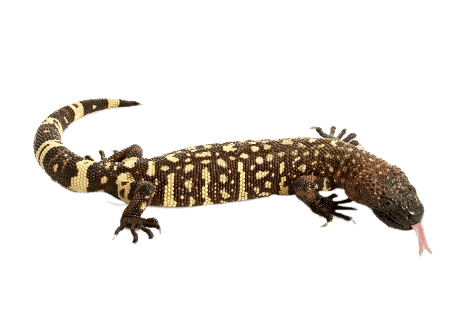 Mexican Beaded Lizard