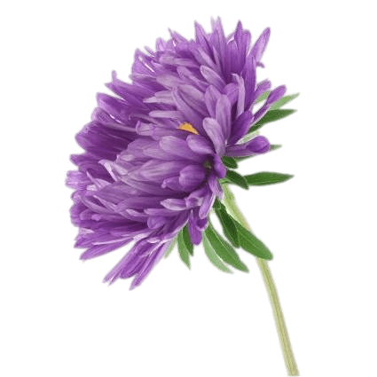 Single Aster