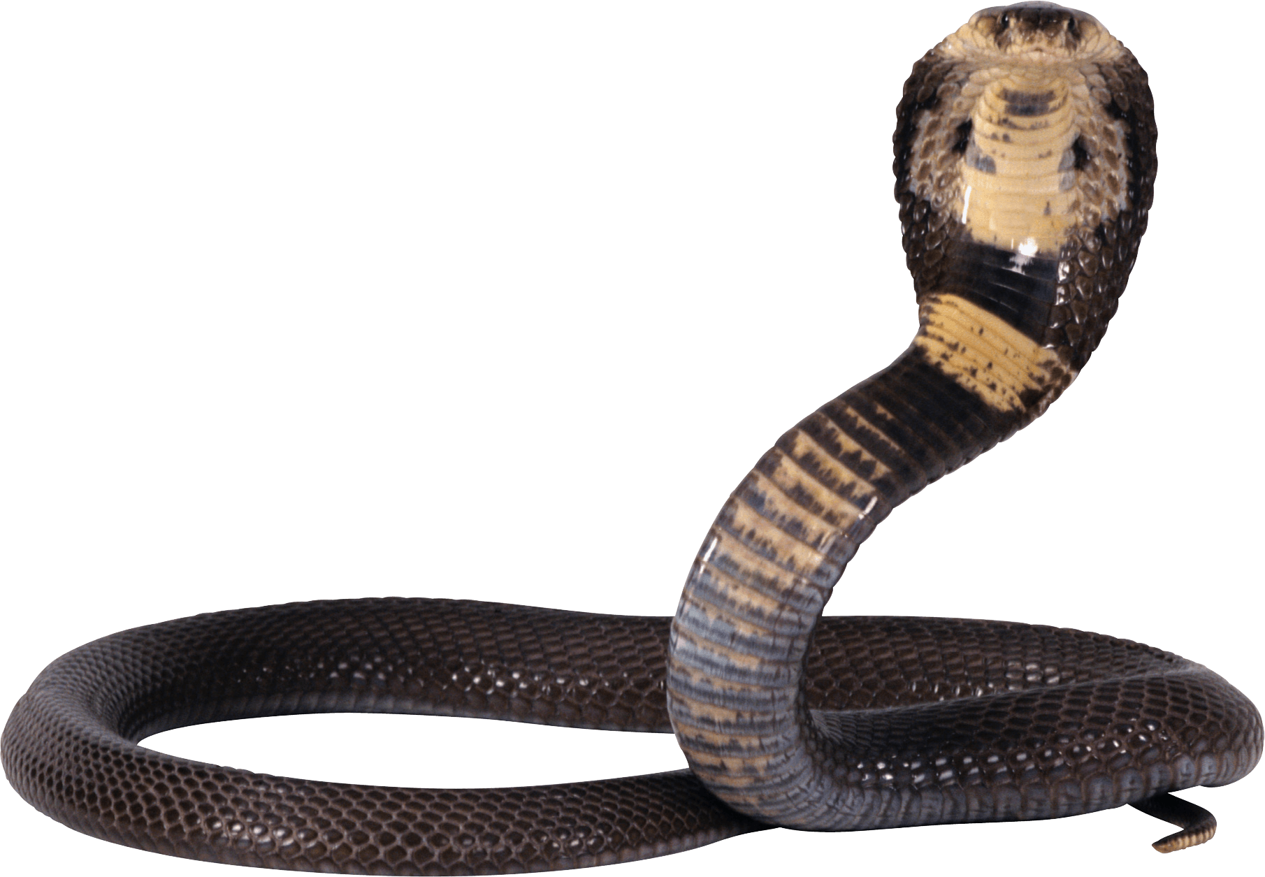 Cobra Snake