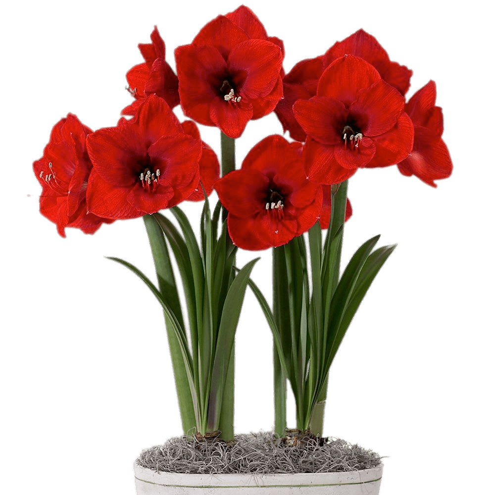 Red Amaryllis In Flower Pot