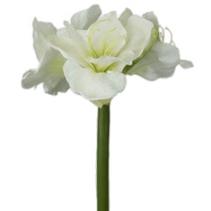 White Amaryllis