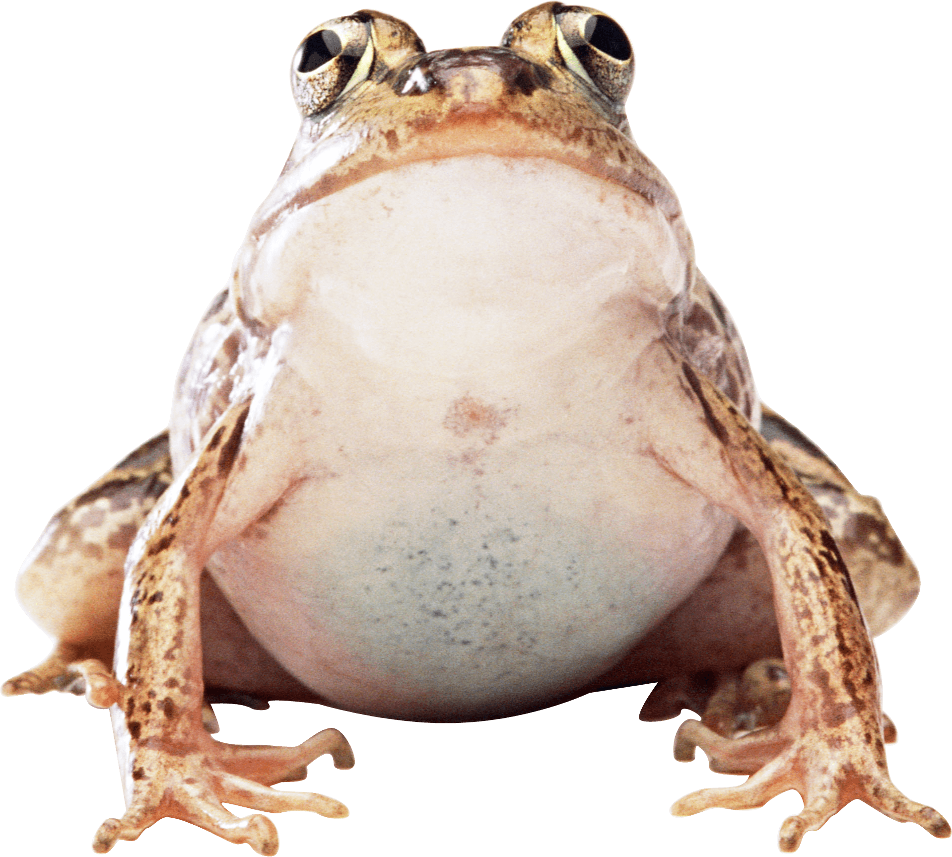 Fat Frog