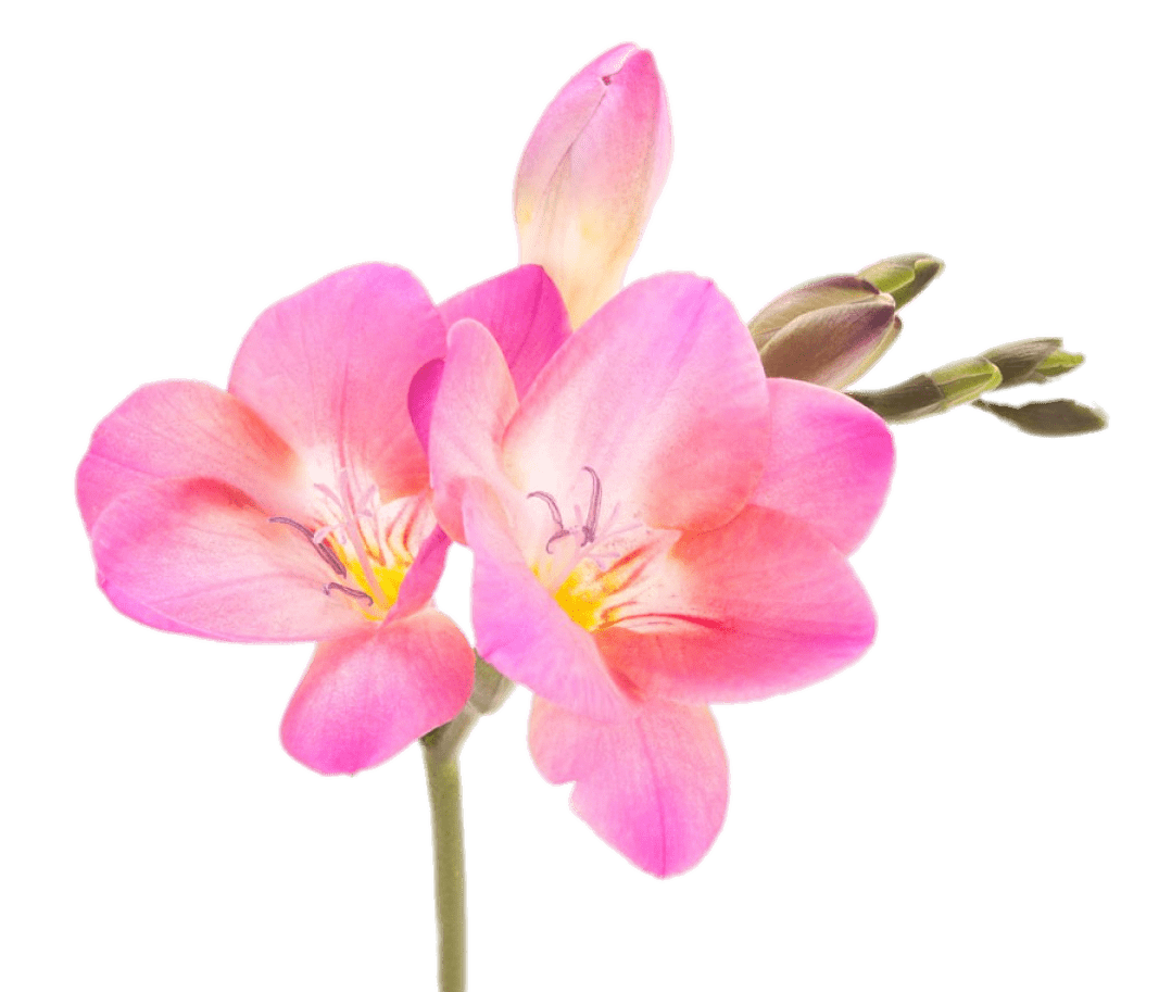 Pink Freesia