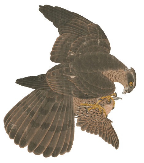 Hawk Falling On Its Prey Vintage Illustration