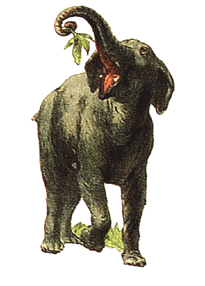Elephant Color Illustration