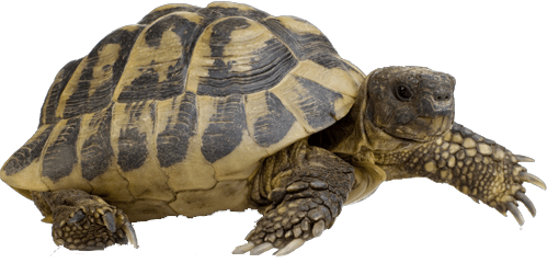 Hermann's Tortoise Walking