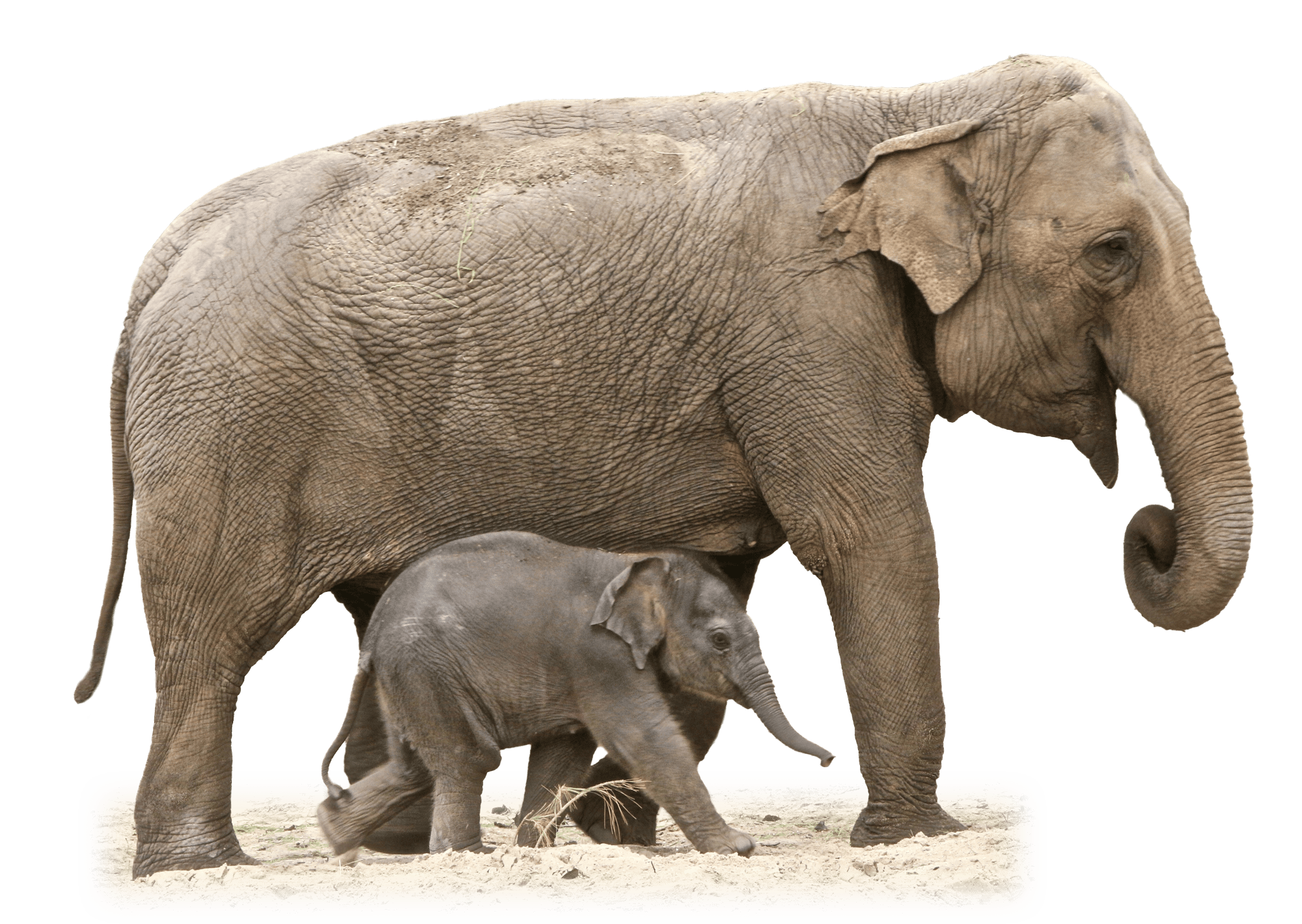 Mother and Baby Elephant