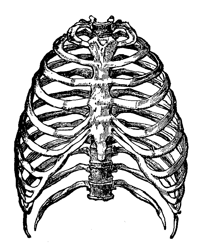 Rib Cage Illustration