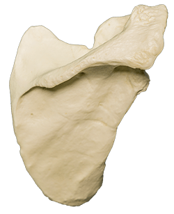 Right Scapula