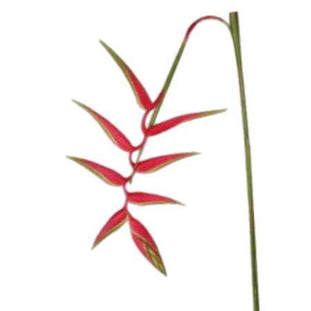 Hanging Heliconia