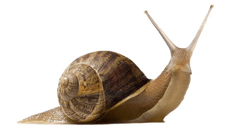 Snail Up