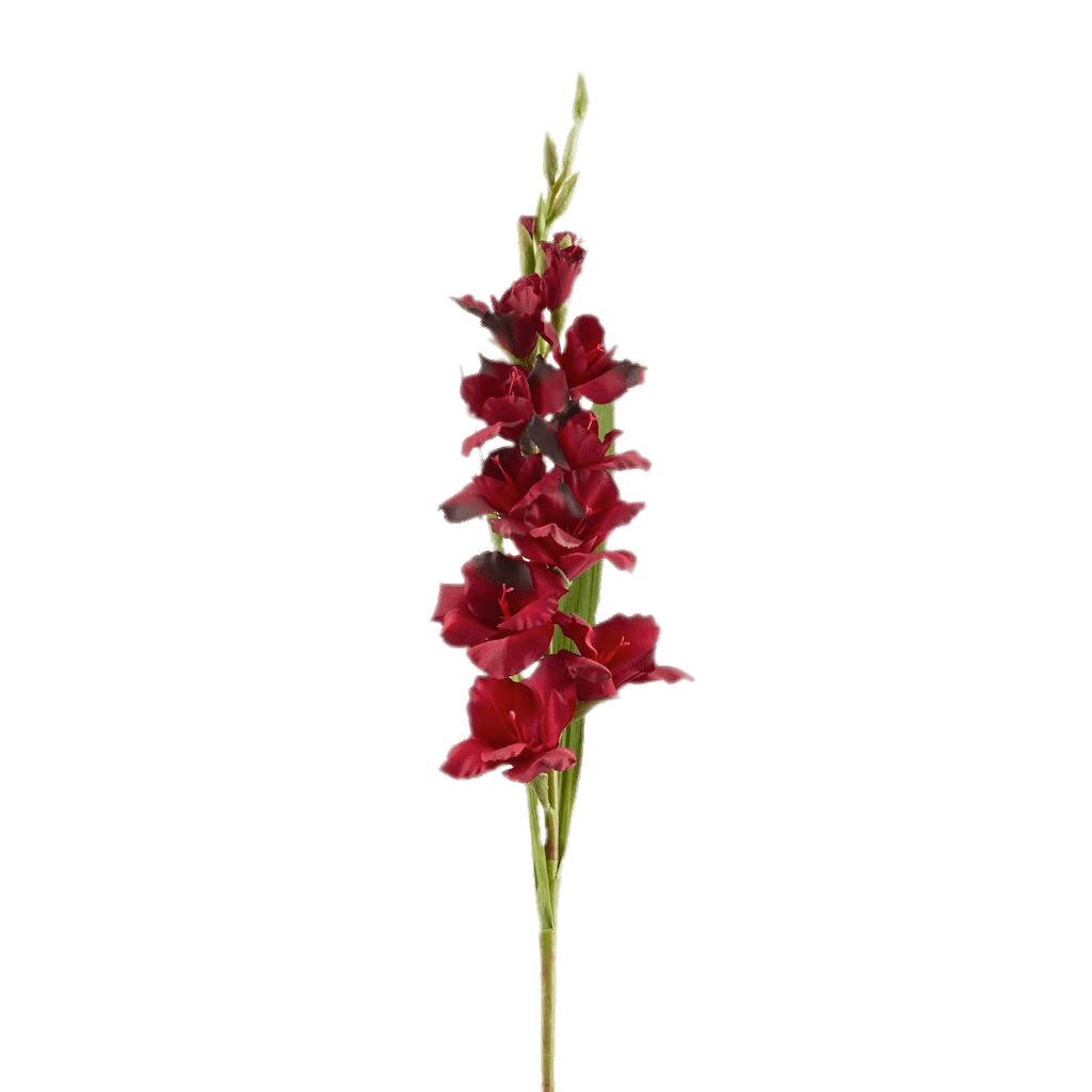 Red Gladiolus