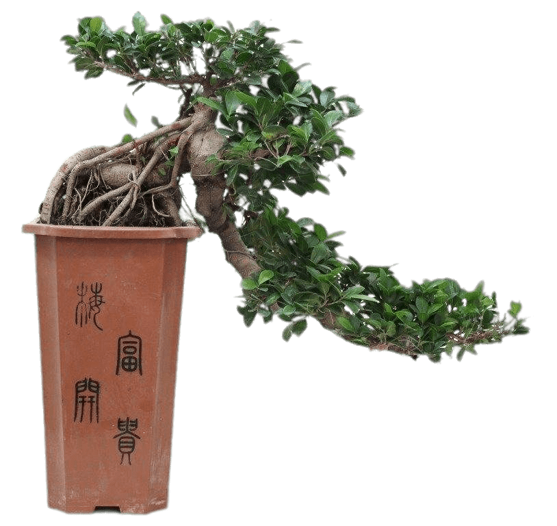 Cascade Bonsai