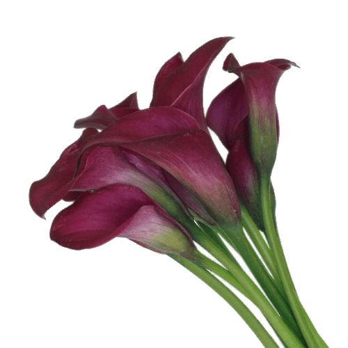 Calla Lilies