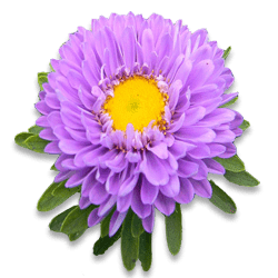 Single Purple Aster
