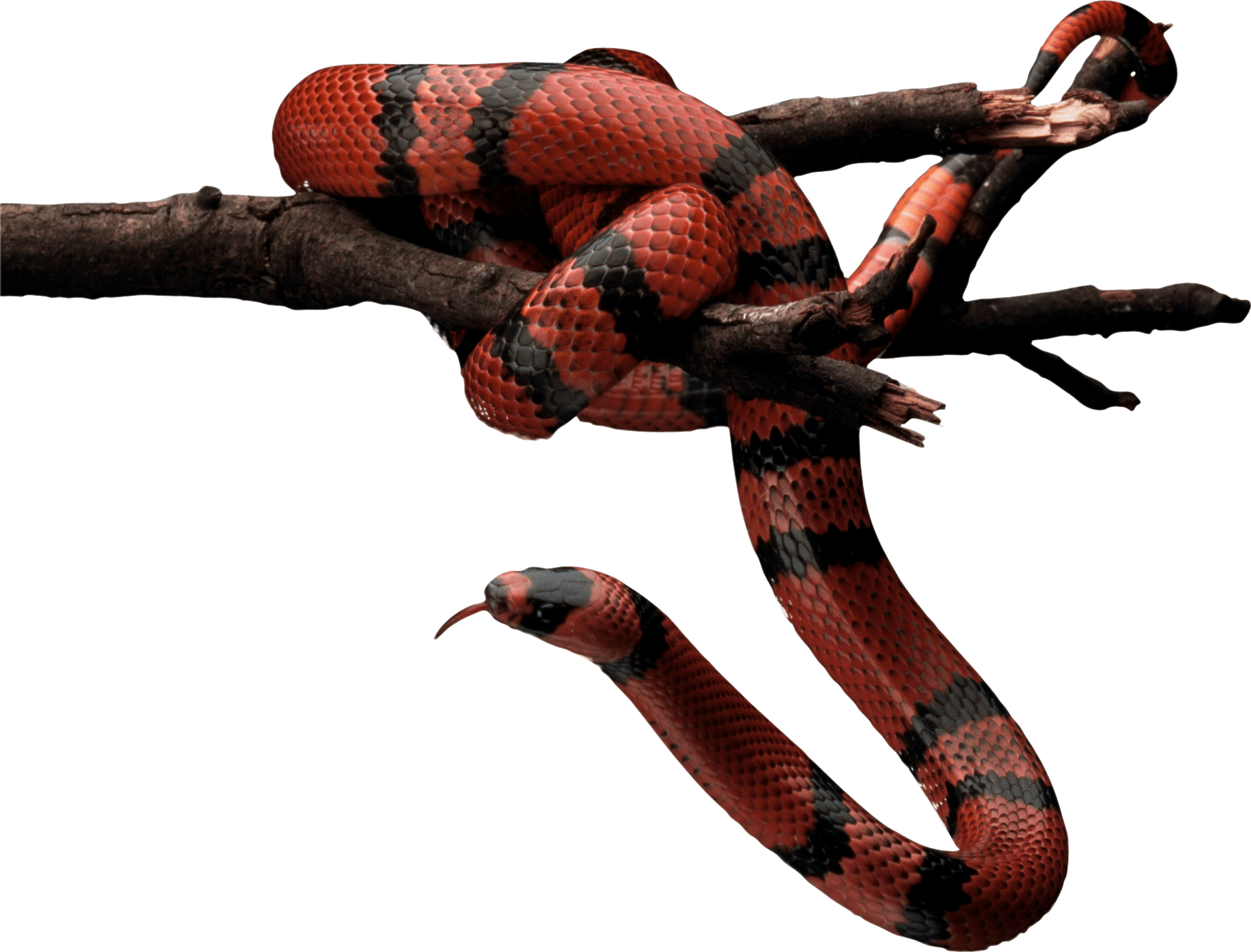 Red Snake