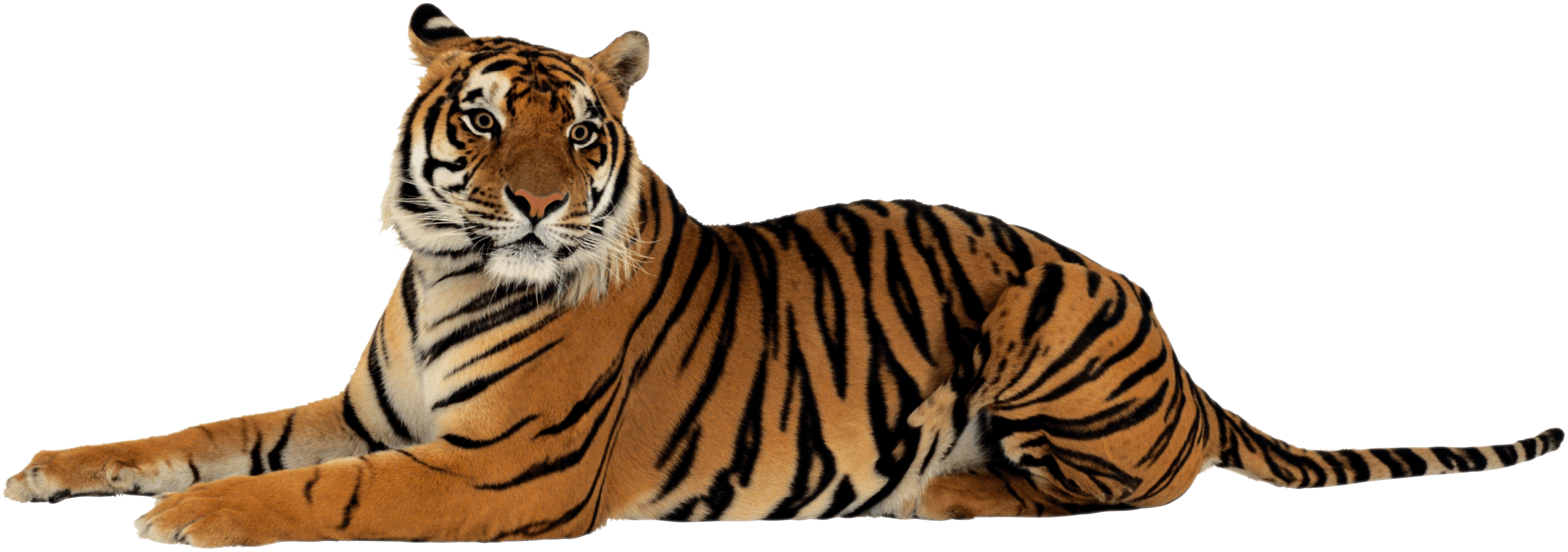 Tiger Lying Down Looking Right