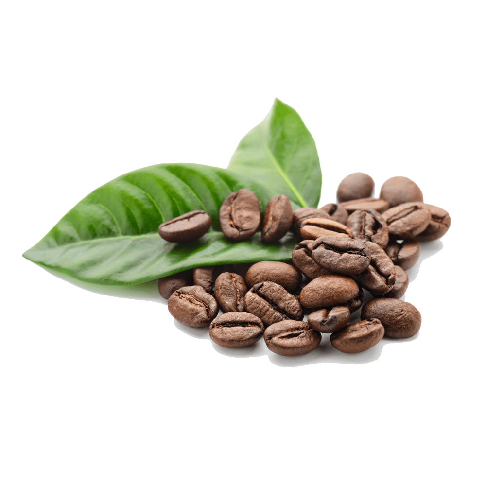 Coffee Beans Leaves