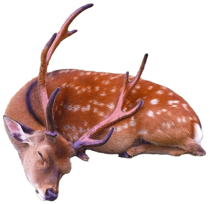Sleeping Deer