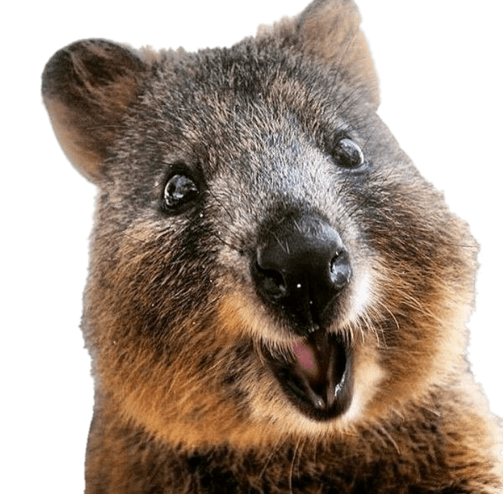 Quokka Close Up
