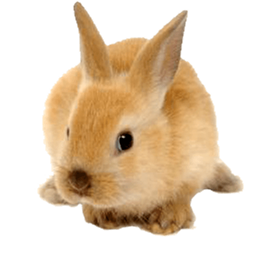 Rabbit Cute Ginger
