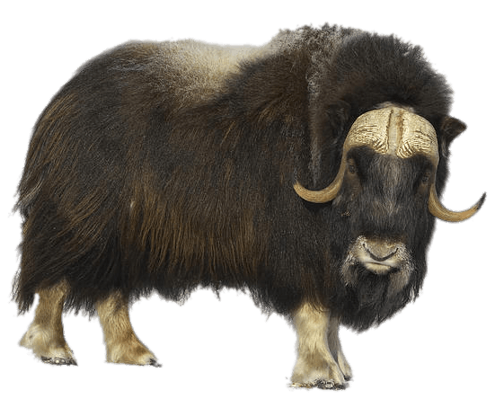 Musk Ox