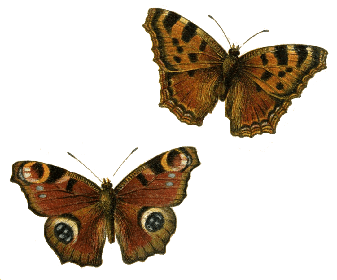 Brown Butterflies