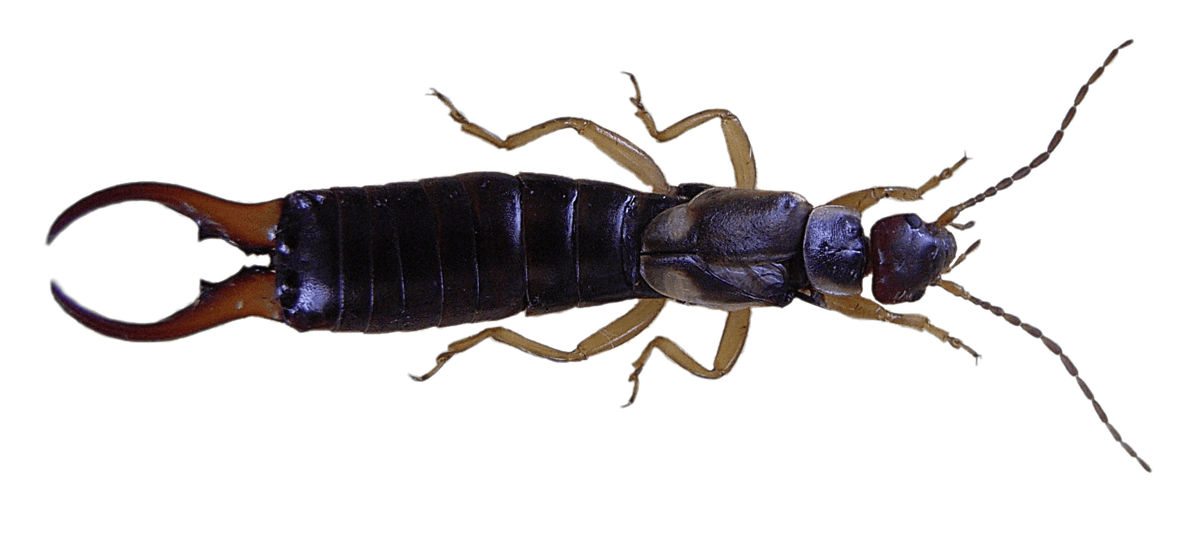Dark Earwig