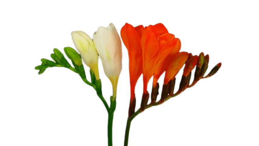 White and Red Honeysuckle Flowers