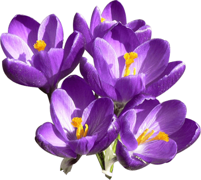 Crocus Group