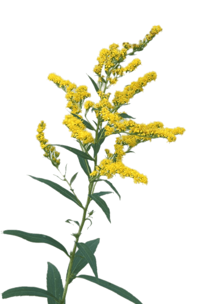 Goldenrod flowers