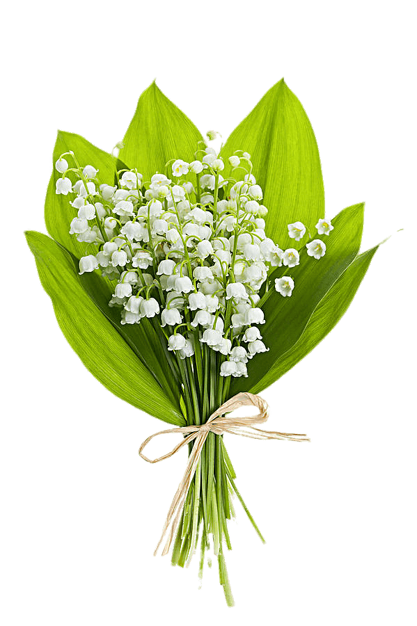 Bouquet of Lily of the Valley flowers