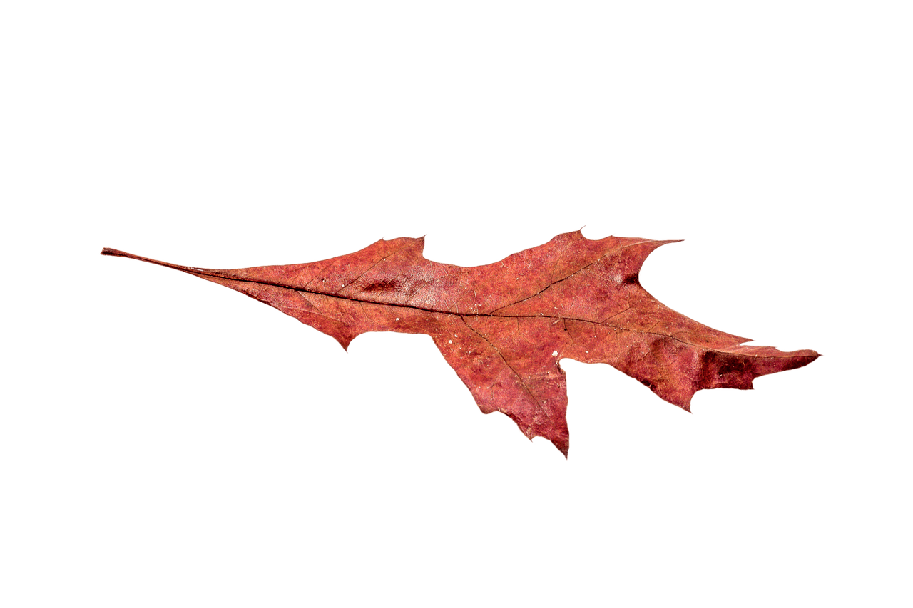Autumn Broad Leaf