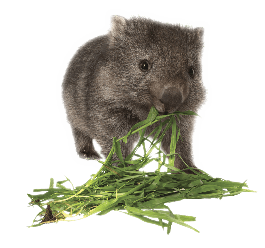 Wombat Eating Grass