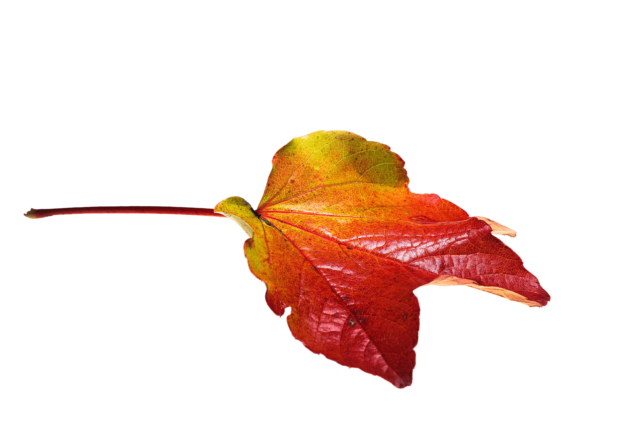 Autumn Red and Yellow Leaf