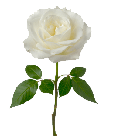 Single White Rose