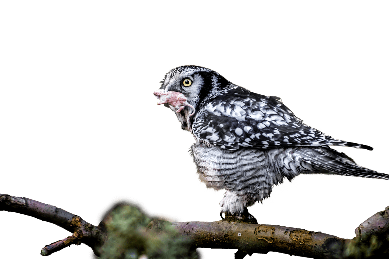 Owl With Catch In Mouth