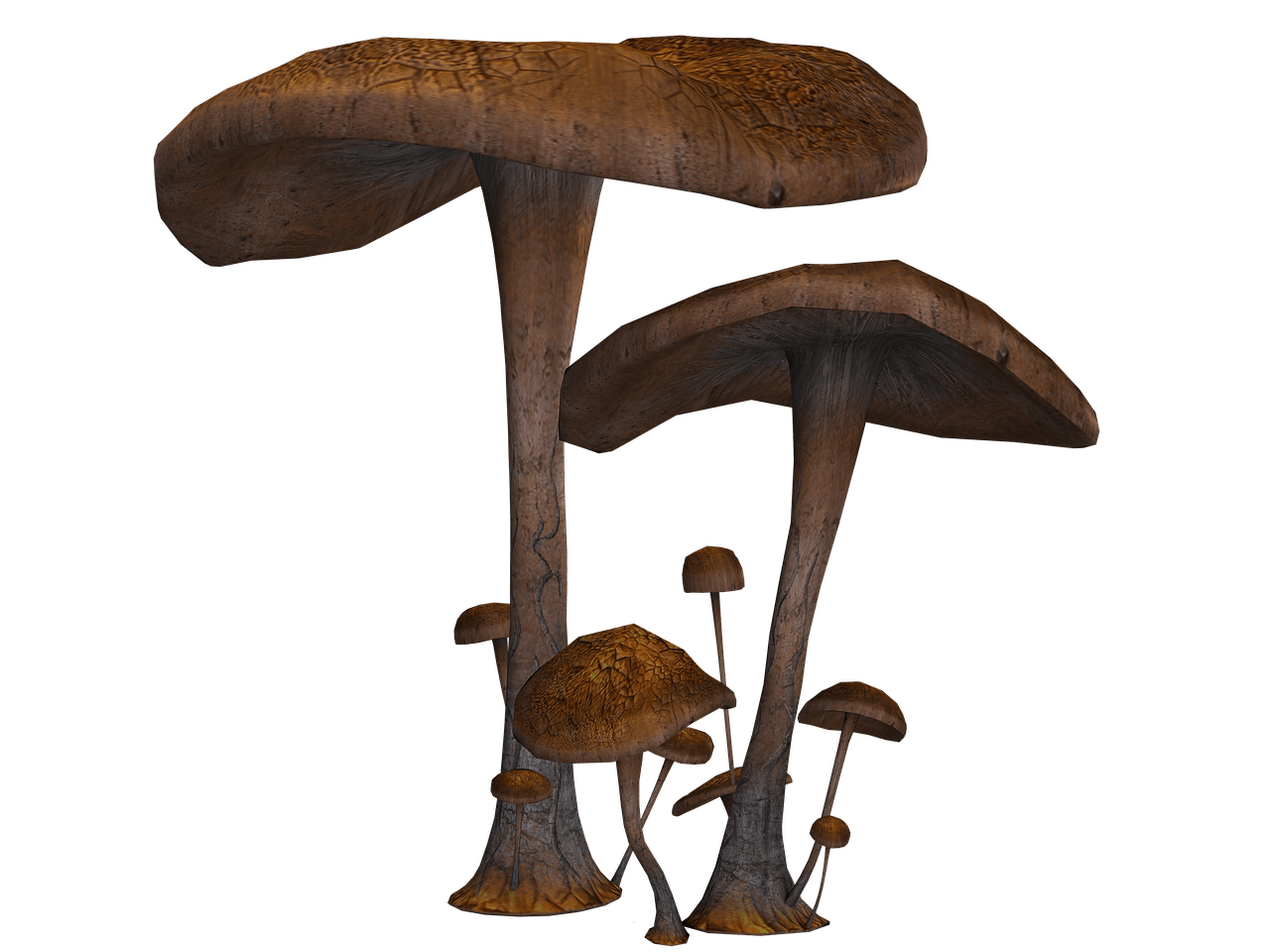 Mushrooms Large and Small