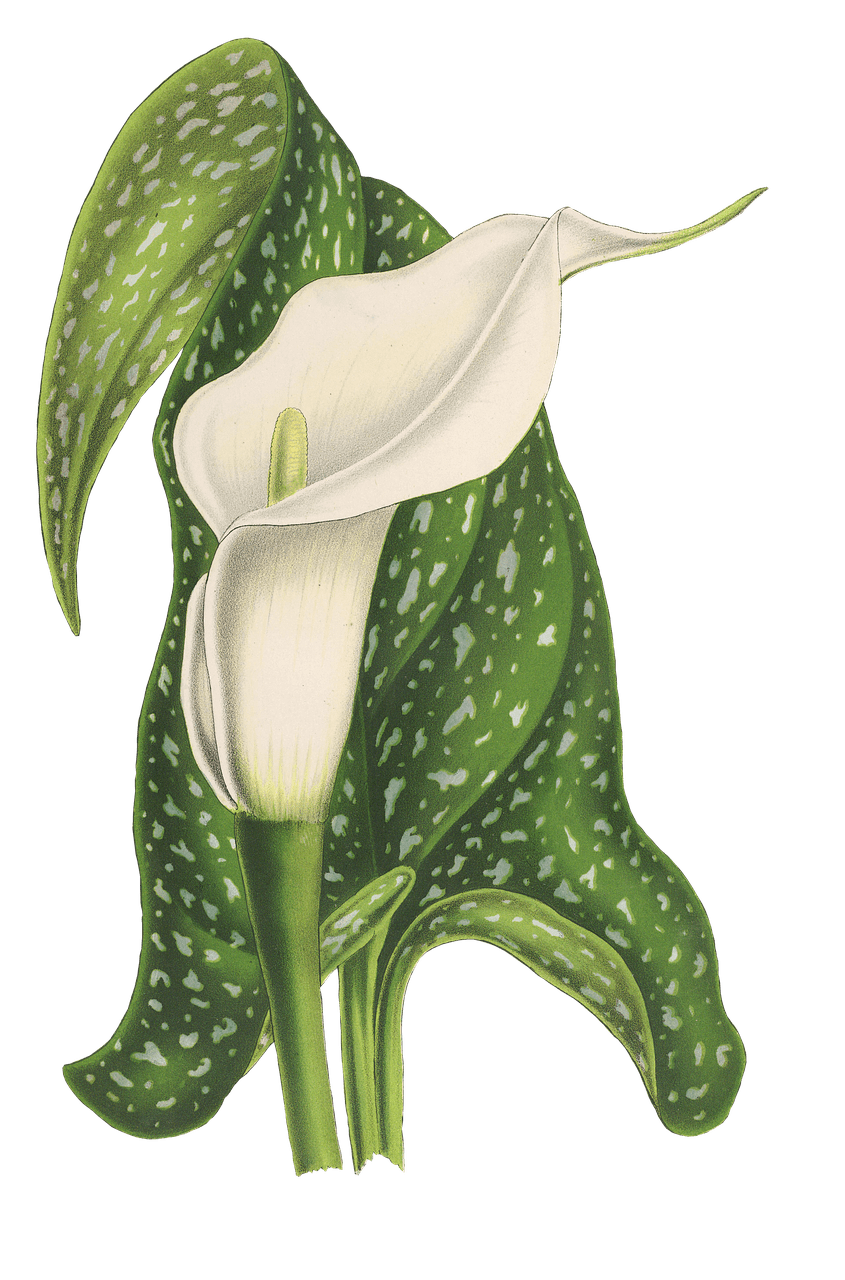 Calla Flower Drawing