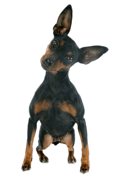 Mini Doberman Pinscher