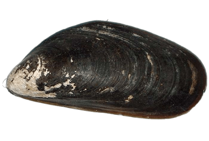 Mussel