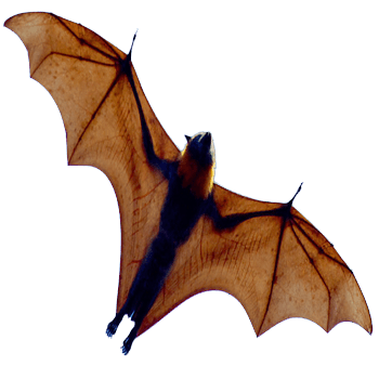 Bat Open Wings From Below