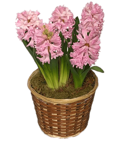 Hyacinths In Basket