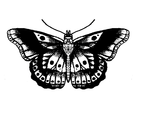 Vintage Butterfly Tattoo