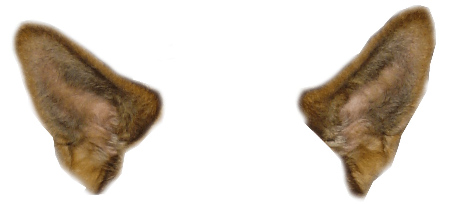 Snapchat Filter Dog Ears