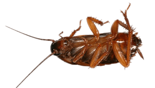 Cockroach on Its Back